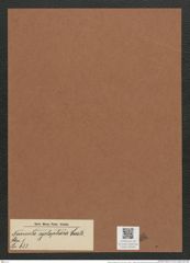 Navicula cyclophora Castr. (de-Toni-Nr.: Genus 1, Species 633) Zeichnungen Sammlung Grunow Mappe 00540 (Herbarium_W_Grunow_drawings_Folder_00540)
